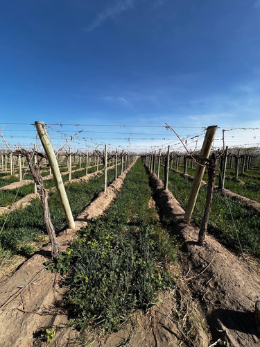 Excelente Oportunidad - Campo En Plena Producción
