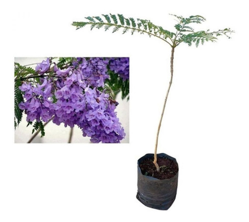 Excelente Muda De Jacarandá Mimoso - Jacaranda Mimosifolia