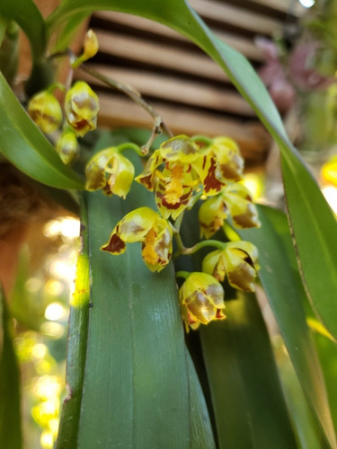 Orquídea Oncidium Fimbriatum En Flor