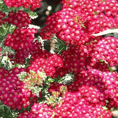 50 Semillas De Achillea Millefolium Rubra Milenrama Roja