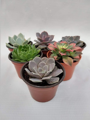 Imagen 2 de 10 de Echeverias 15 Pzas Diferentes Envio Dhl