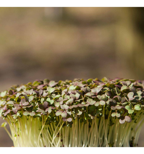 Semillas P/ Microgreen Mizuna Colorada Ggch Doypack X 1/4 Kg