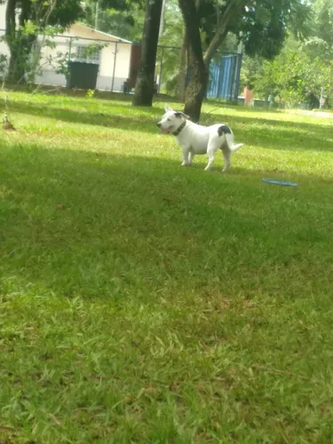 Doação De Cachorro