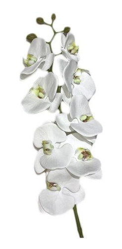 Orquidea Blanca Xa96009