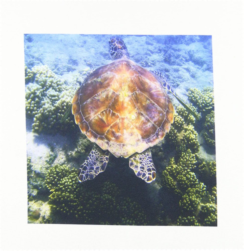 Qs _ _ _ _ _ _ _ _ _ _ 75889 danita Delimont   turtles  