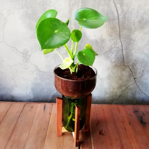 Peperomia Cuchara Little Plant 27 Con Soporte