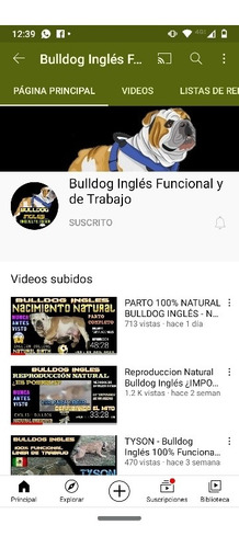 Imagen 2 de 2 de Bulldog Ingles - Funcional Y De Trabajo