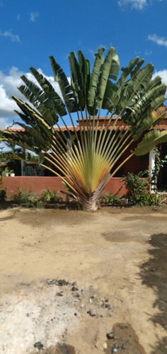 Imagem 4 de 8 de Vende-se Chácara Em Petrolina Nas Pedrinhas