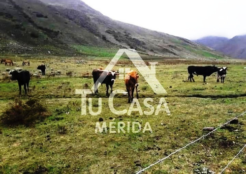 Finca Agrícola Gavidia - Mucuchies