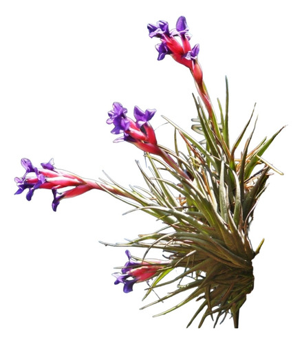 Tillandsia Clavel Del Aire X 2 Plantas Suculentas