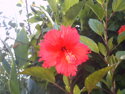 Flor De Cayena, Planta De Jardín