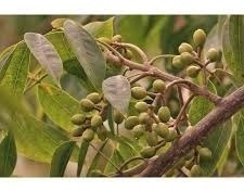 Arbolito Palo Mulato O Chaca Pregunte Costo De Envio