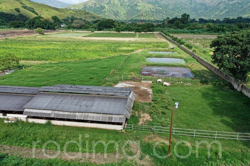 Imagen 6 de 29 de Granja Agrícola Y Porcina Turmero, De 5.7 Hectáreas 04123465023