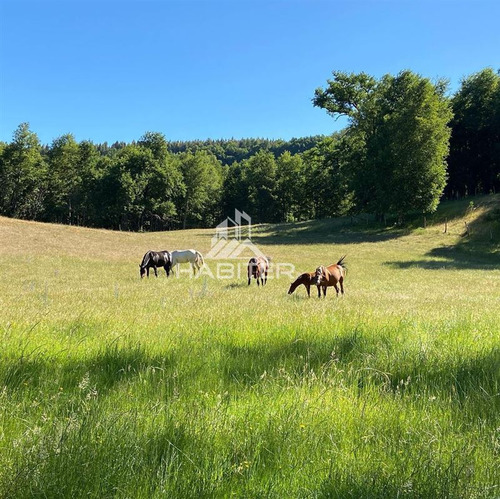 Imagen 4 de 29 de Agrícola 122 Ha. Con Rio Y Bosque Nativo En Venta Collipulli