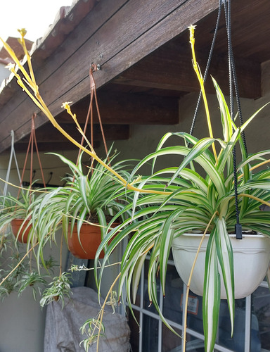 Lazo De Amor Planta Colgante Con Hijuelos
