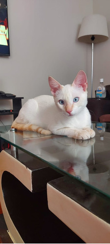 Gatito Siames Red Point Y Ojos Azules Cielo. 2 Meses 1/2. 