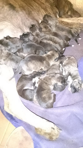 Cachorros Fila Brasilero Marrón