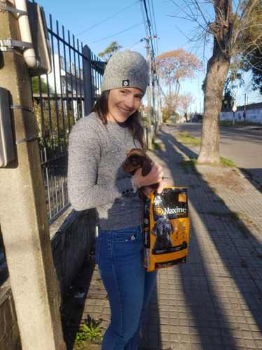 Imagen 9 de 10 de Cachorros Salchicha Mini Mini