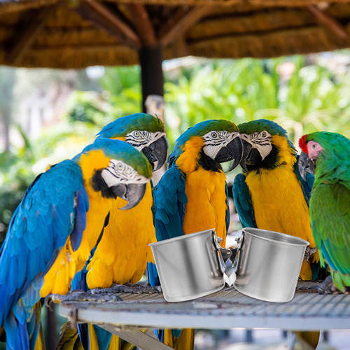 Plato De Comida Para Loros, Comedero De Acero Inoxidable Par