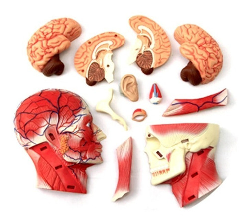 4d Cuerpo Humano Modelo Anatomico Musculo Esqueleto 26058
