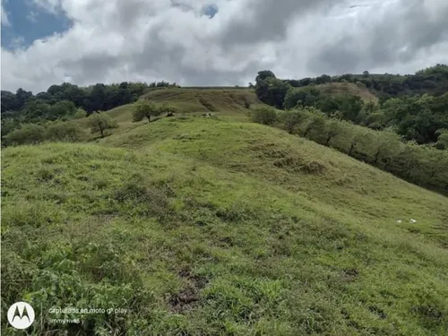 Venta Finca Sector Pueblo Tapao - Cultivada En Pasto - 185 Cuadras
