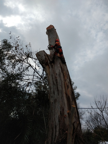 Imagen 2 de 10 de Poda Arboles Altura Riesgo - Zona Norte - Art Tala Y Derribo