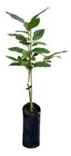 Arbol De Palta-1mt E.gratiscaba-gba -vivero Habx.senasa