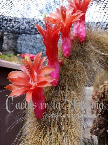 Cactus Cola De Mono 40cm - Hildewintera Flor Mamey N