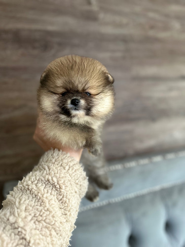 Bello Pomerania Osito Coreano Kcc