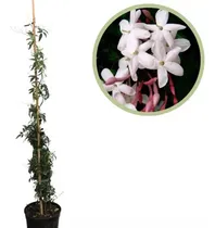 Comprar Planta Jazmín 4 Estaciones Características