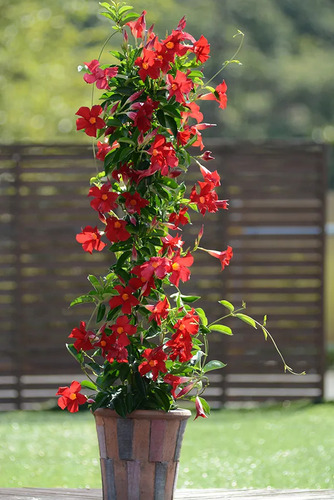 Mandevilia Enredadera Roja