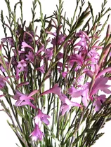 Comprar Bulbos Watsonia X 2 Bulbos Colores Diponibles Imp. Holanda