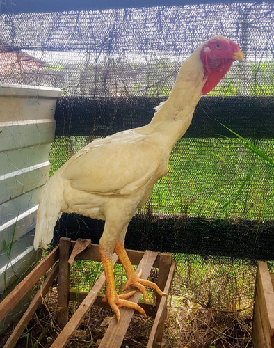 Ovos Galados Galinha Gigante 12 Ovos