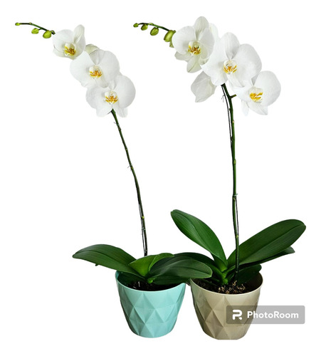 Orquidea Phalaenopsis Premium  1 Vara Villa Devoto Caba