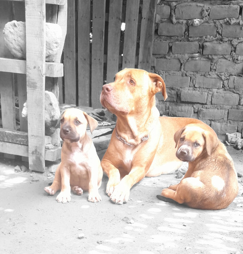 Cachorros Presa Canario, Línea Bandog X Mastiff