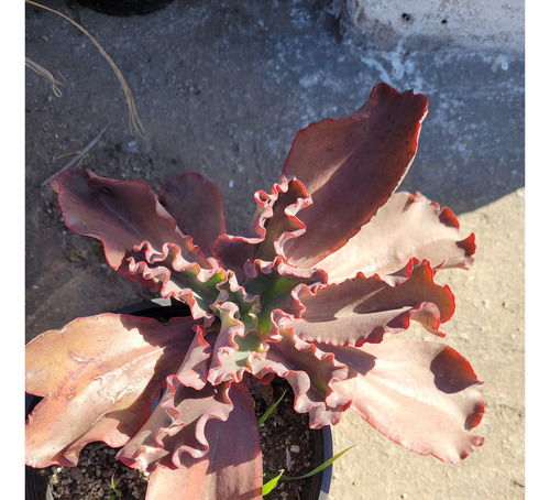 Echeveria Hibrida Rulosa. Roja. Suculenta Rústica. Maceta 20