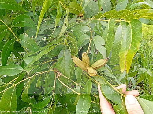 Imagem 3 de 15 de Sítio / Chácara Para Venda Em General Câmara, -, 2 Dormitórios, 2 Banheiros, 2 Vagas - 10010_1-2229460