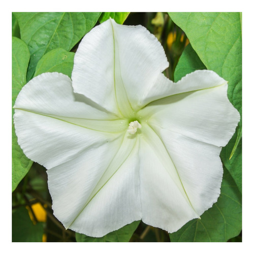 Seed Needs, Semillas De Flor De Luna Blanca (ipomoea Alba) P