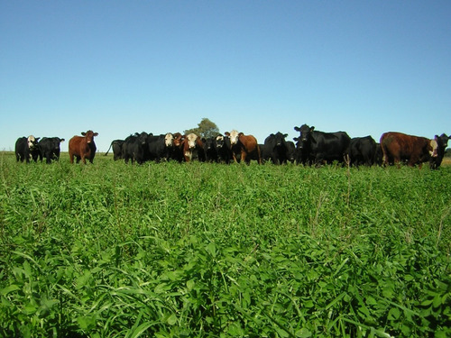 Imagen 15 de 16 de 400 Has. Campo Ganadero - San Vicente -
