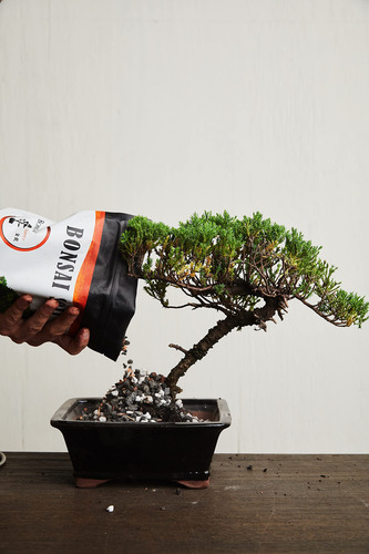 Mezcla De Tierra Para Bonsai 20qts