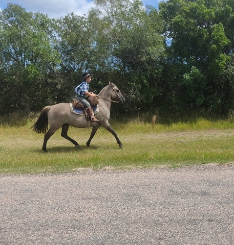 Caballos Criollos Yegua Criolla Pedigree 