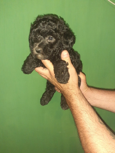 Imagen 3 de 5 de Cachorros Negritos Mini