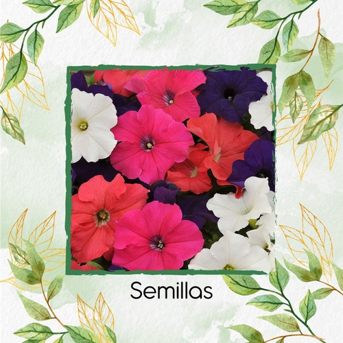 100 Semillas Flor Petunia Pendula + Obsequio Germinación