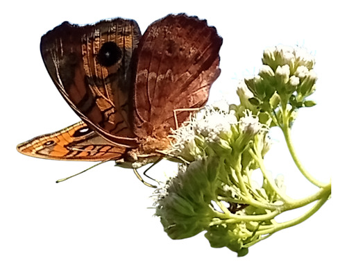 Austroepatorium Chilca De Olor Mariposera Doctorcito (x3)