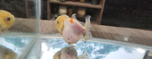 Pez Oranda Cabeza De Leon Calico 5 Amarillo