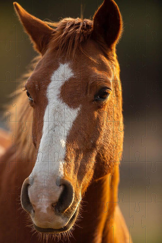 Quebra-cabeça Cognitivo Belo Cavalo 300 Peças