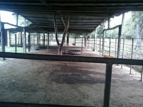 Imagen 19 de 22 de Finca Sector Caroní Estado Barinas En Venta