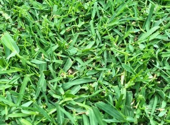 Imagen 4 de 8 de Semillas Grama Bermuda Grass, Gramilla 4 Estaciones X 1 Kg