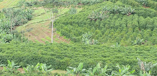Imagem 2 de 15 de Fazenda, Para Venda Em Carangola/mg - Var1212ale