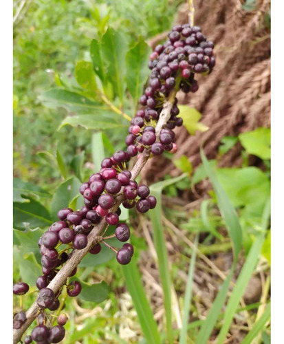 Semillas De Yerba Mate Planta Lex Paraguariensis X 5000 Unid